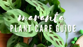 PRAYER PLANT CARE GUIDE  How to Care for Maranta Leuconeura House Plant [upl. by Aisyle]