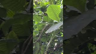 Leaves and fruits of Gardenia latifolia [upl. by Aleihs]