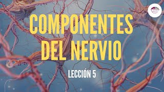 5 COMPONENTES NERVIO FISIOLOGÍA DEL SISTEMA NERVIOSO [upl. by Uriisa]