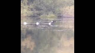 Cormorant taking off after fishing Shorts Cormorant TakingOff [upl. by Sparrow]