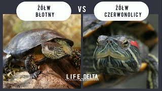 Gatunki chronione i inwazyjne na przykładzie żółwia błotnego i żółwia czerwonolicego [upl. by Lainad]