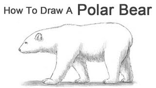 How to Draw a Polar Bear [upl. by Mosra38]