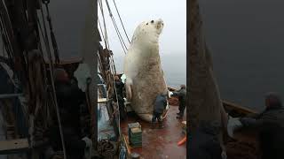 Heartwarming Rescue of a Giant Baby Seal😍 animals seal deepseamagic [upl. by Atinwahs501]