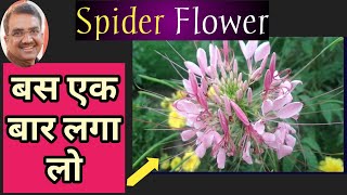 How To Grow Cleome gynandra  Spider Flower Care [upl. by Aterg]