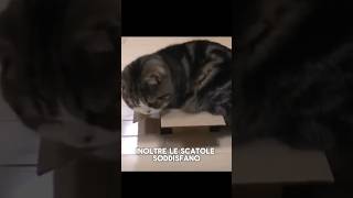 Lincredibile SEGRETO sui GATTI e le scatole 📦 shorts curiosità gatto [upl. by Webber]