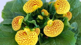 Cómo cultivar Calceolaria Híbrida Dr Matta  TvAgro por Juan Gonzalo Angel [upl. by Bertha]