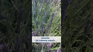 lawenda życienawsi lifeincountryside garden nature gardening flower herbs kwiaty [upl. by Tenn]