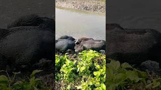 Pigs grazing in river shorts [upl. by Fin]