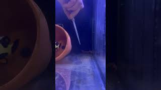 Spot feeding Midas blenny in quarantine 21224 Hyposalinity [upl. by Irt]