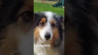 blue Brooke 4 years old shelties [upl. by Cleave]