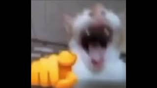 Cat Laughing At You  credits to ​sevtube4265 [upl. by Gadmon]