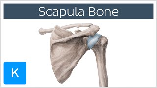 Anatomy and Function of the Scapula  Human Anatomy  Kenhub [upl. by Yessydo]