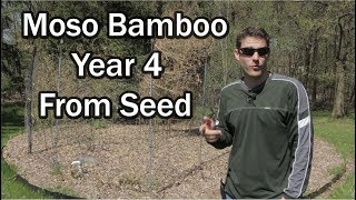 My Moso Bamboo Has Regressed in Size Heres Why 2019 Annual Update [upl. by Bergren]