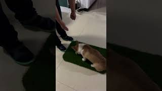 Lucky on the artificial turf pet mat petgrass corgi turfgrass syntheticgrass cute pets cute [upl. by Sedecram]