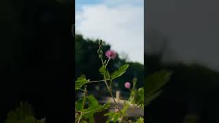 Feel the nature 🌼🌿shortvideo nature cinematic naturecinematic cinematography naturefilm [upl. by Ricoriki]