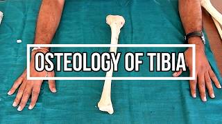 Osteology of Tibia [upl. by Ilojna31]