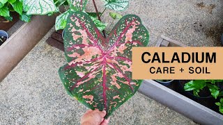 MY CALADIUM PLANTS  Caladium hunting Mix your own caladium soil and care tips [upl. by Clausen]