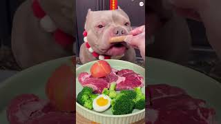 Dog Bella Eats Raw Meat And Cauliflower dogeating asmrdog dogs dogfood [upl. by Atima]