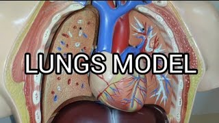 LUNGS  Features  Lobes  Fissures  Impressions  Blood Supply [upl. by Inoliel548]