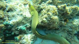 Moreiaverde caçando Gymnothorax funebris Aruba por Antonio Silveira [upl. by Roger]