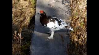 Willow ptarmigan  Lagopus lagopus [upl. by Dorothee549]