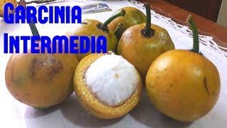 Garcinia Intermedia Review  Weird Fruit Explorer Ep 206 [upl. by Ayekim]