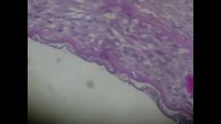 ARTERIA MUSCULAR  HISTOLOGIA [upl. by Agace]