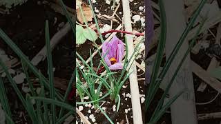 Saffron Crocus is blooming [upl. by Johannes]