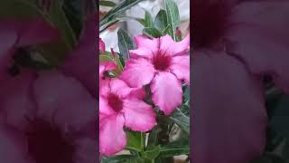 Addendum beautiful flower 🌺🌺🌺garden indoorplants organicfertilizer furtilizerviralshortvideo [upl. by Nayrda]