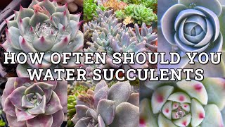 How Often Should You Water Succulents [upl. by Eeb]