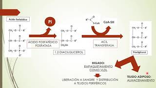 Seminario Lípidos1 Lipogénesis [upl. by Teria]