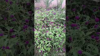 Gomphrena globosa in our Gardenమా గార్డెన్ లోని బొగడ బంతి పువ్వులు [upl. by Omora20]