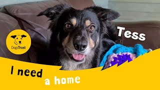 Tess the brilliant Border Collie  Dogs Trust West Calder [upl. by Dnalram]