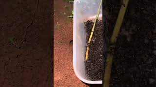 Using ants for catching cricket insect at night so cool shorts [upl. by Adnyleb114]