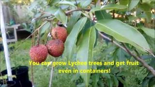 How to grow Lychee trees and get delicious fruit with Jason Pepe httpwwwpepesplantscom [upl. by Mich]