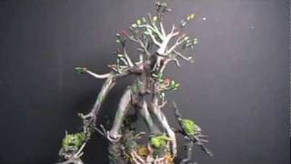 Showcase  Treefolk [upl. by Rillis]