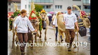 Viehschau Mosnang 2019 Highlights [upl. by Laaspere]