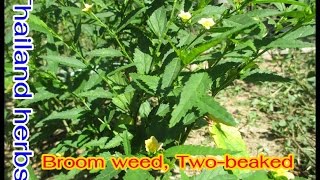 Broom weed  The appetite bitter medicinal properties Nourish the body [upl. by Zinah]