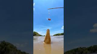 River crocodile fishing activities fishing ruralactivities fish crocodile [upl. by Stover]