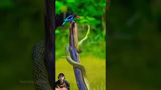 Bird vs snake 🔥🔥 birds nature animals beautiful snake explore quranrecitation tilawat [upl. by Avruch649]