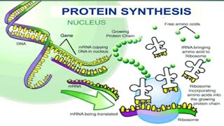 Protein Synthesis12Biology Molecular Basis of Inheritance [upl. by Aehs]