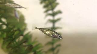 Threespined stickleback using its spine [upl. by Ailee]