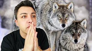 Ma rencontre avec des LOUPS SAUVAGES [upl. by Richara]