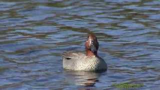 KRICKA Eurasian Teal Anas crecca Klipp  1178 [upl. by Leamiba]