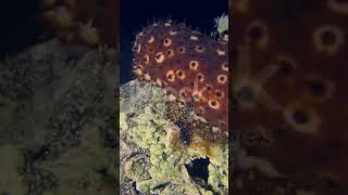 Holothuria Sea cucumber of Phylum Echinodermata [upl. by Aicened]