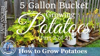 How to Grow Potatoes in a 5 Gallon Bucket Part 2 of 2 [upl. by Encratis]