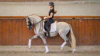 Horse for Sale  Elite Lusitano Stallion Future Grand Prix Star with Olympic Bloodlines REF787 [upl. by Ramunni]