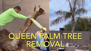 PALM TREE REMOVAL BY HAND NO BIG EQUIPMENT HOW WE REMOVED A 15FT TREE WROOT BALL LESS THAN 2 HOURS [upl. by Ahtekahs349]