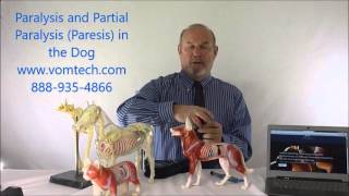 Paralysis and Partial Parlysis Paresis in the Dog [upl. by Neened]