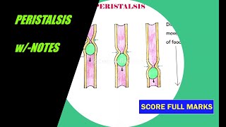 how to draw easy PERISTALSIS  HUMAN DIGESTIVE SYSTEM  wNOTES  ALL BOARDS [upl. by Assirod]